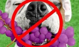 柴犬能吃葡萄吗 狗不能吃葡萄吗
